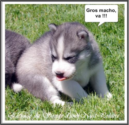 Portée de Joy (22 mai 2019)