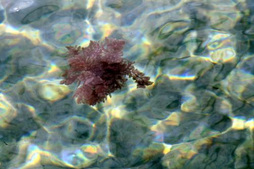 Lundi 20 au dimanche 26 janvier