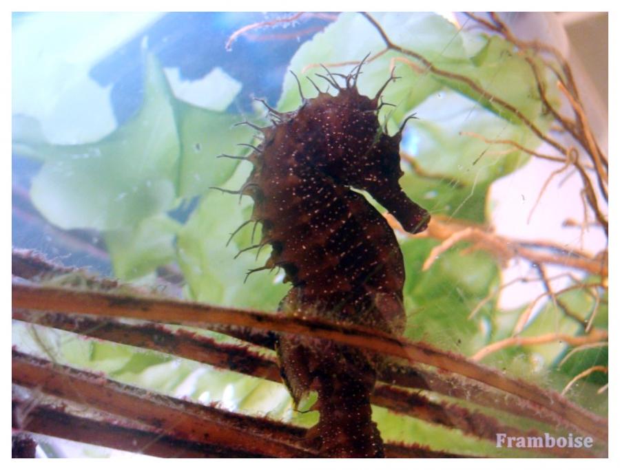 OCEARIUM DU CROISIC 