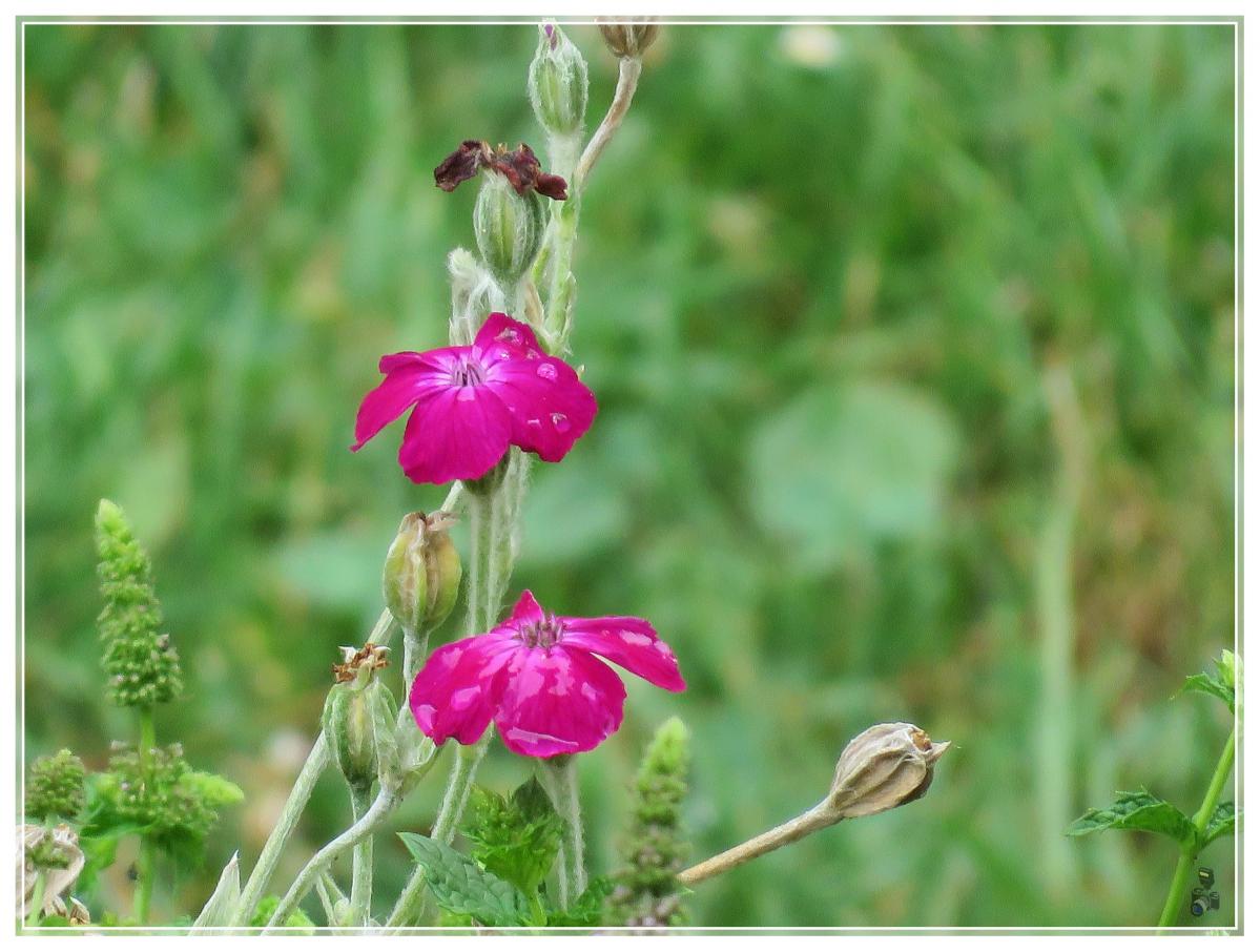 MES FLEURS-MON JARDIN 2020