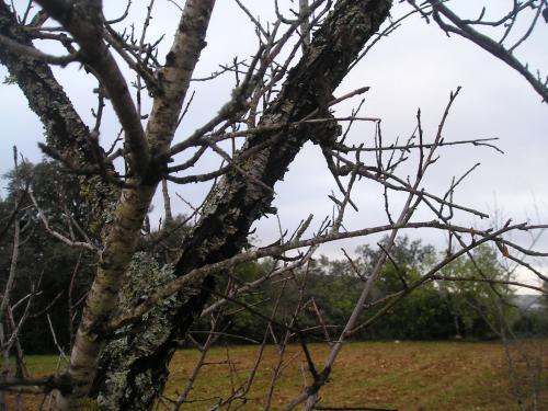 Arbre fruitier : Amandier