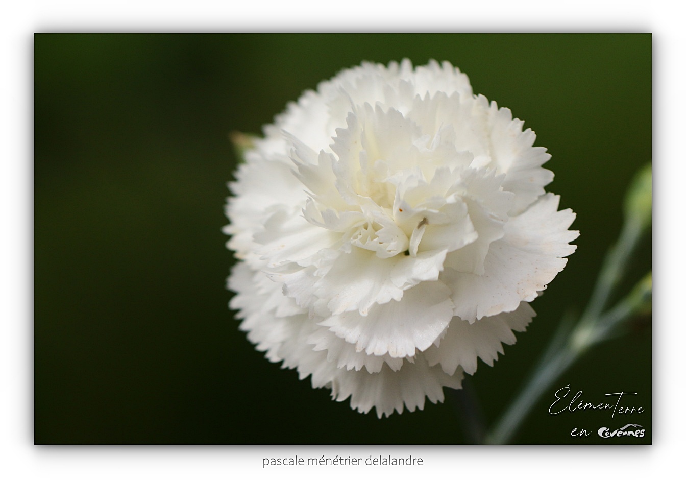 Oeillet mignardise blanc