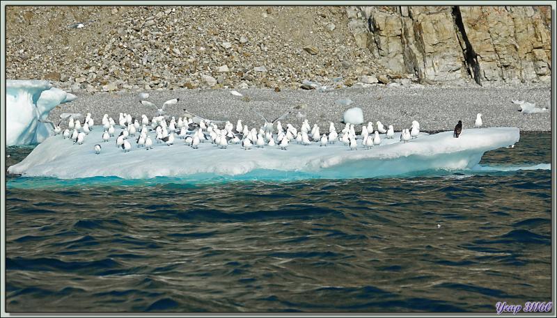 Les Growlers, les Mouettes tridactyles et le Vilain petit canard - Cambridge Point - Coburg Island - Baffin Bay - Nunavut - Canada