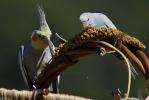 Cacatuidae & Psittacidae