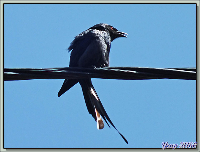 Blog de images-du-pays-des-ours : Images du Pays des Ours (et d'ailleurs ...), Traversée des collines entre Nagarkot et Katmandou: Drongo royal (Dicrurus macrocercus) - Népal