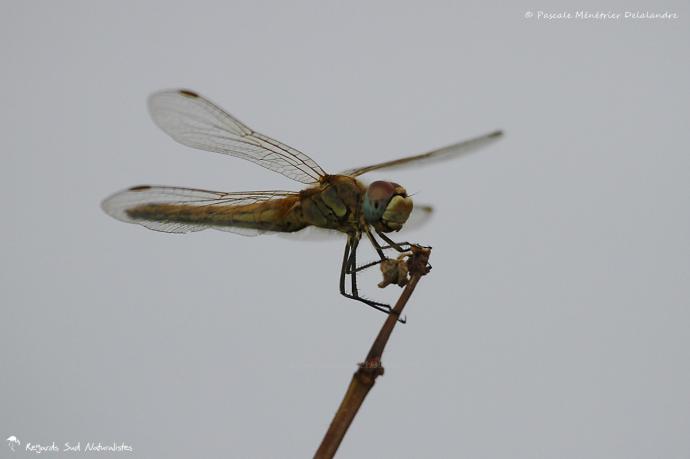 Sympetrum fonscolombii ♀ (Sympétrum à nervures rouges)