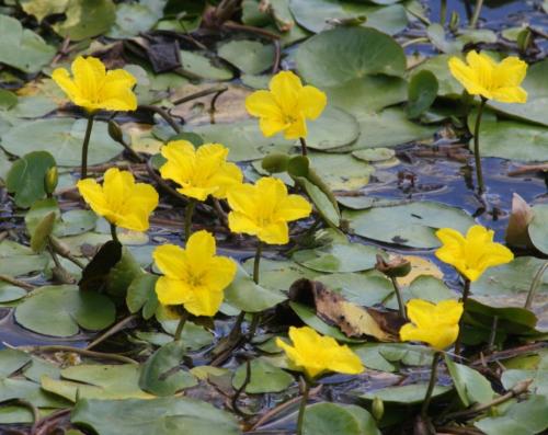 Fleurs cultivées : Nymphoides peltata