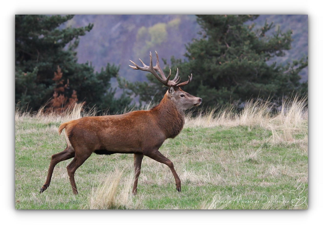 Le Roi des forêts