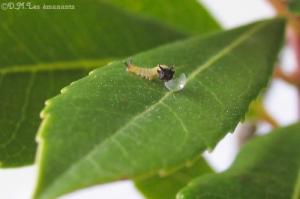 LA METAMORPHOSE DANS LA NATURE