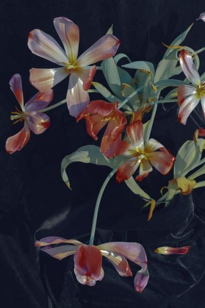 Fonds fleurs