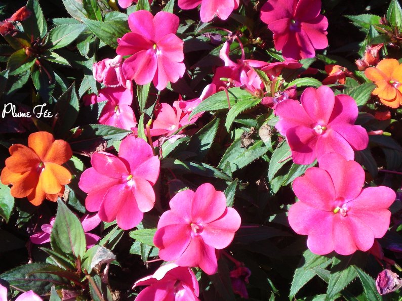Image014.jpg