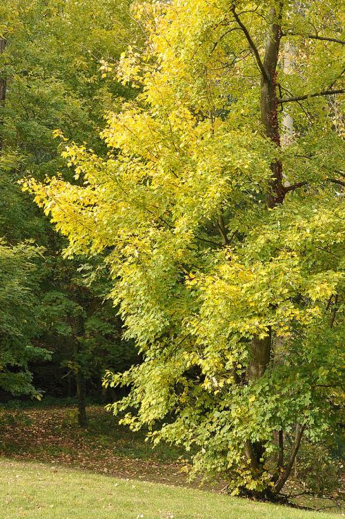 Bois de Saint Cucufa  (Hauts de Seine)
