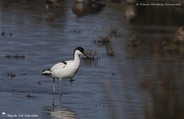 Avocette élégante