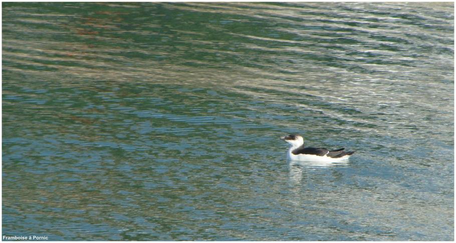 Le pingouin torda