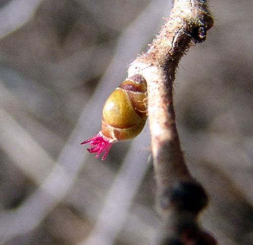 Arbre fruitier : Noisetier