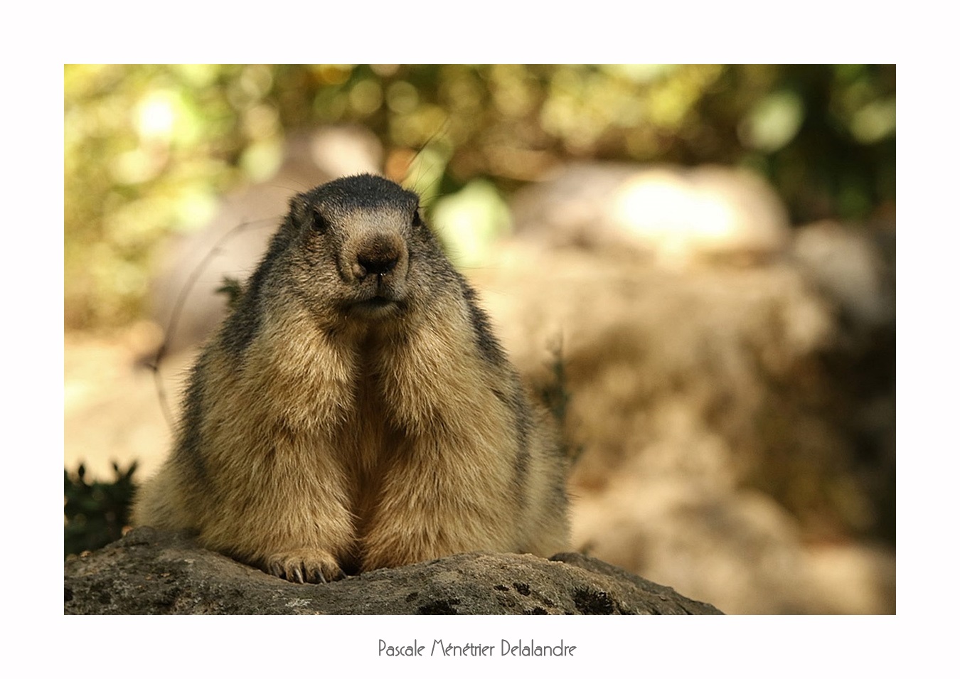 Marmottes en été