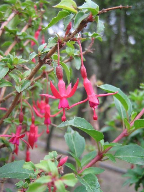 Fleurs cultivées : Fuchsias