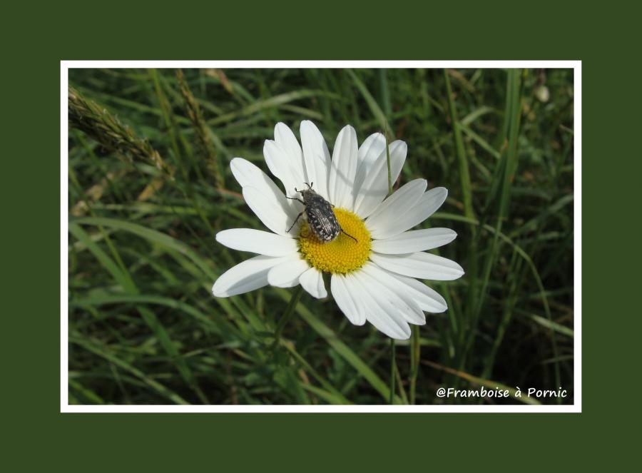 Le petit peuple de mon jardin 