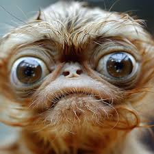 Vieux singes, mes cousins.