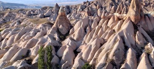 Retournons voir si la Rose...