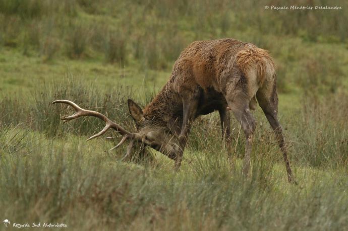 Jeune Cerf élaphe dans tous ses états...