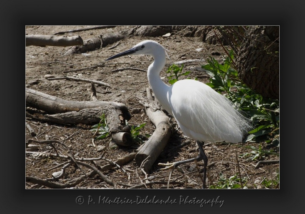 Aigrette garzette...
