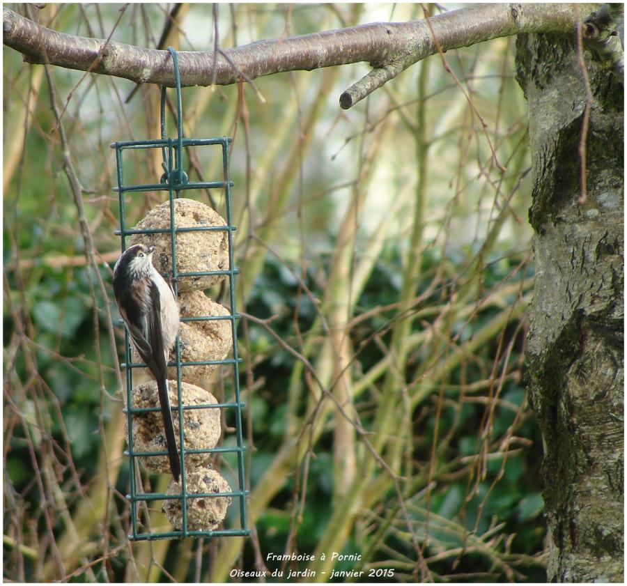 Oiseaux de mon jardin - Mésange longue queue