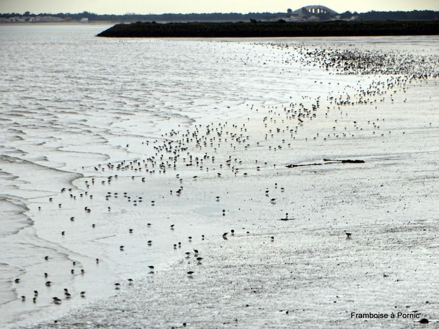 Balade à Noirmoutier février 2020