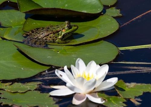 Fleurs cultivées : Nénuphar