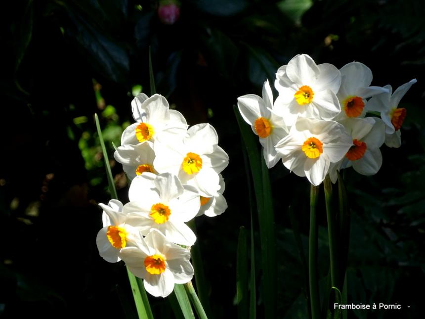 Le printemps au jardin - 2022 - Narcisses