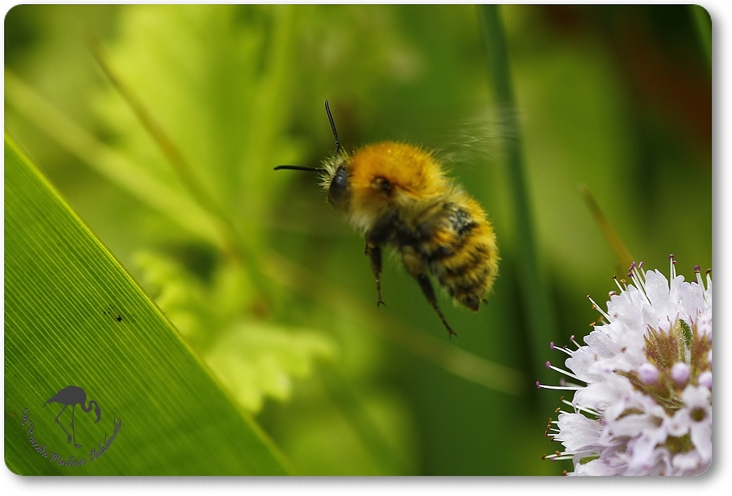 Bombus pascuorum =Thoracobombus - Bourdon des champs
