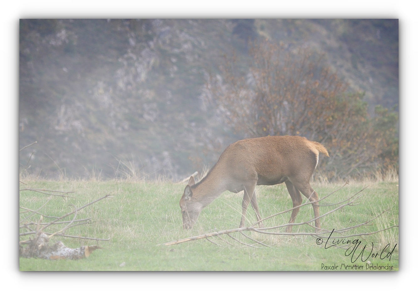 Biche Élaphe paisible