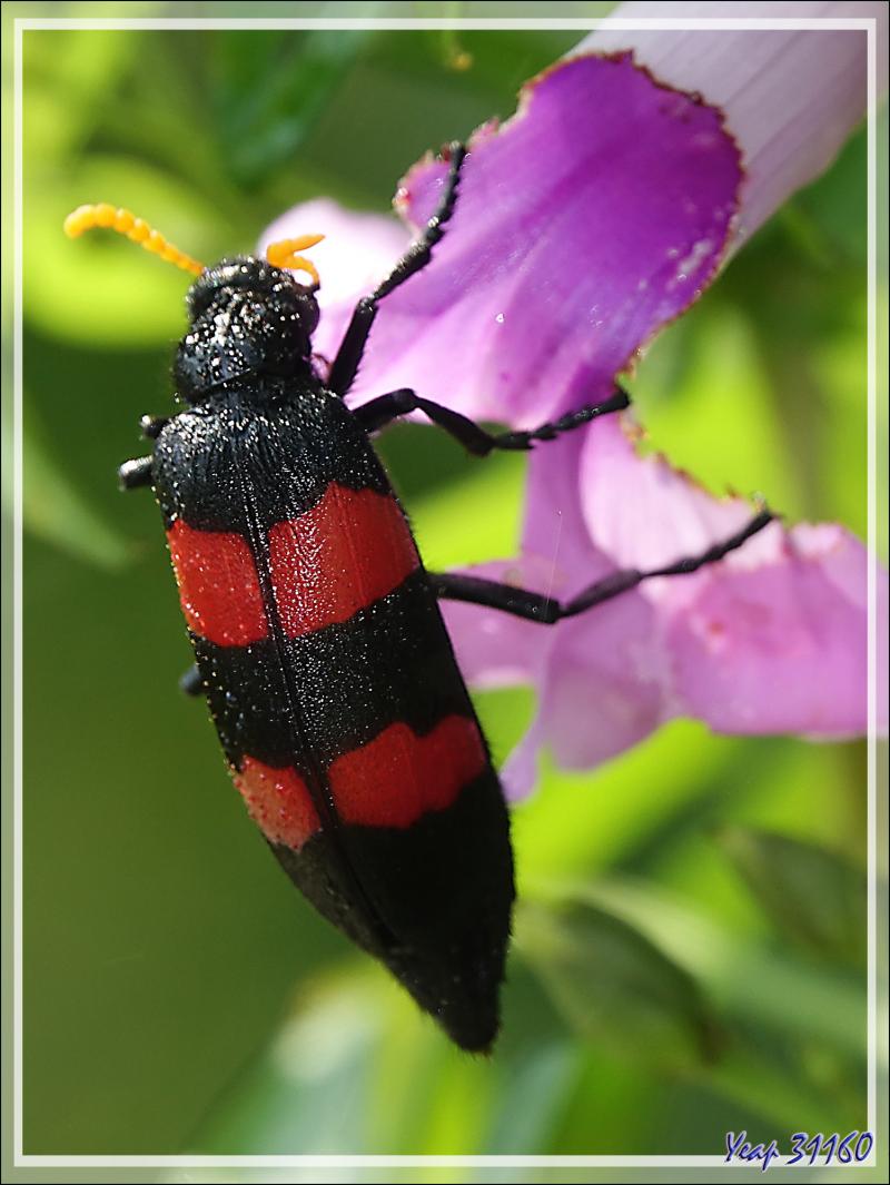 Mylabre à deux bandes, Two-banded Blister Beetle (Mylabris bifasciata) - Chutes Victoria - Zimbabwe