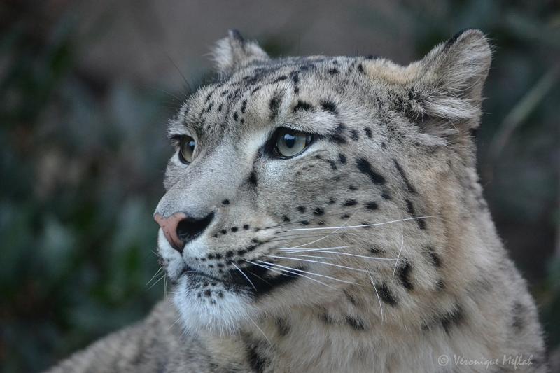 La Ménagerie, le zoo du jardin des Plantes : Panthère des neiges
