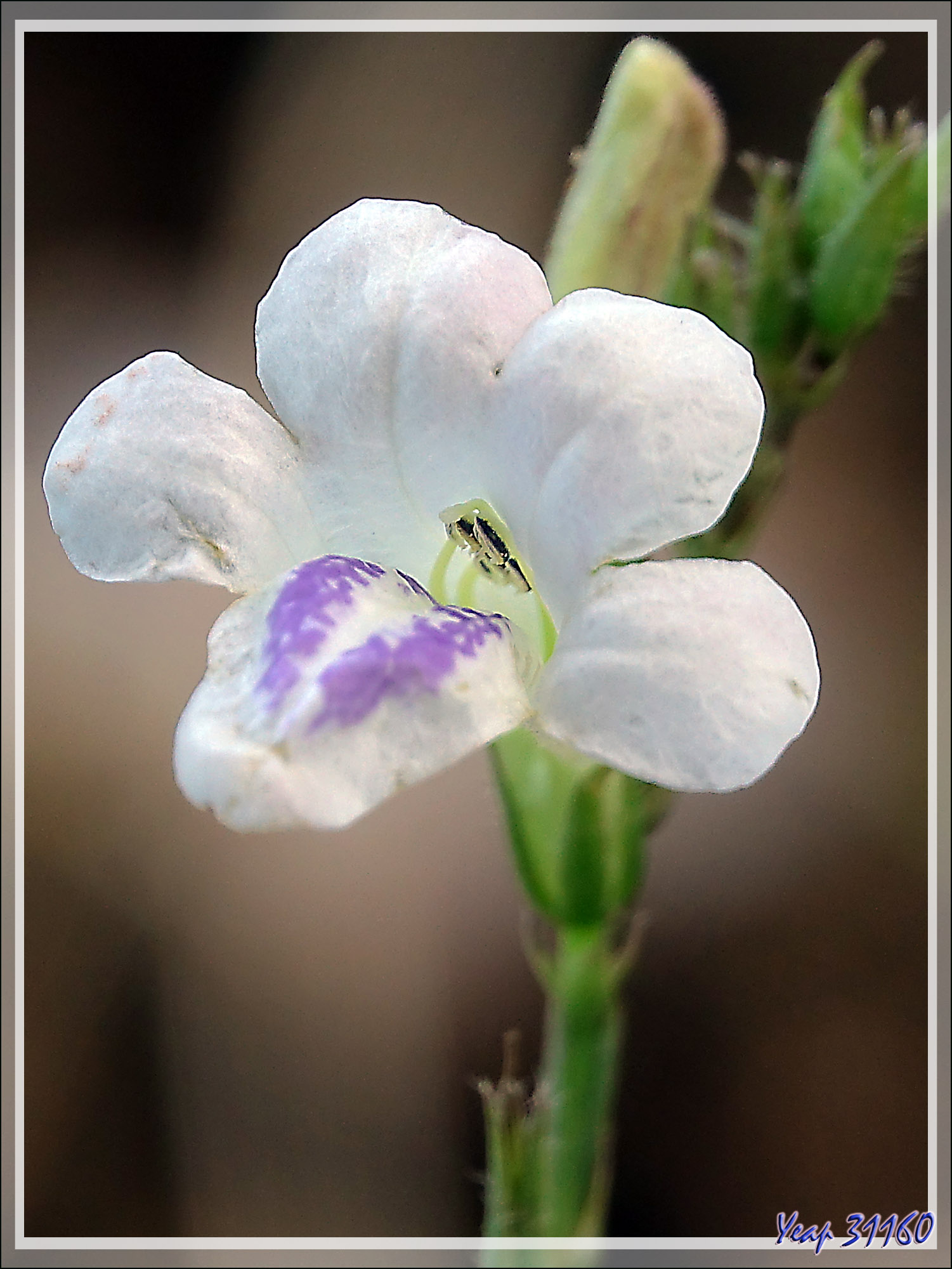 Petite fleur sauvage blanche à langue violette : Herbe-le-rail, Herbe  pistache, Demerara primrose (Asystasia gangetica) - Nosy Be - Madagascar -  Images du Pays des Ours (et d'ailleurs...)