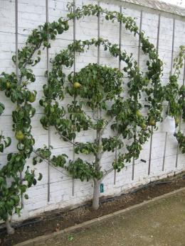 Espalier en rond: 