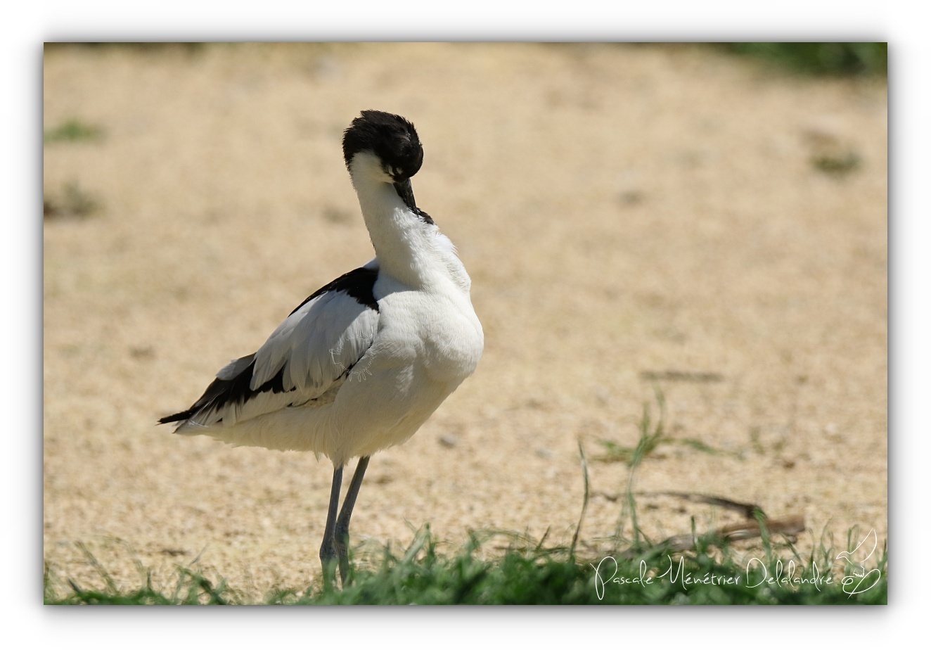 Petite balade dans les dunes...