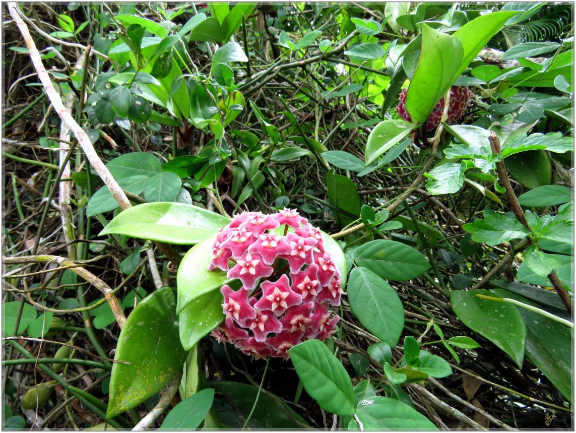 FLEURS  VENUS  D'AILLEURS 
