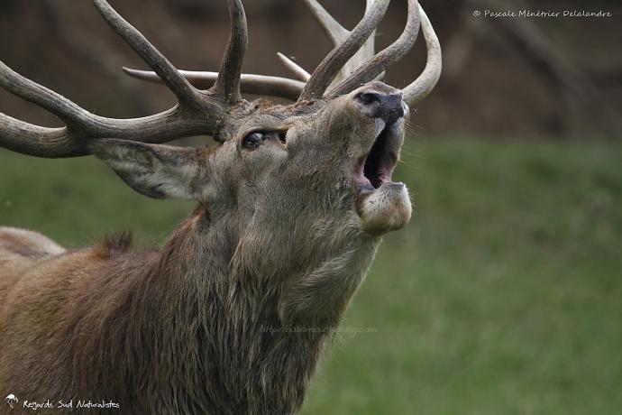 Brame du Cerf