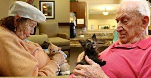 Des chatons orphelins dans une maison de retraite