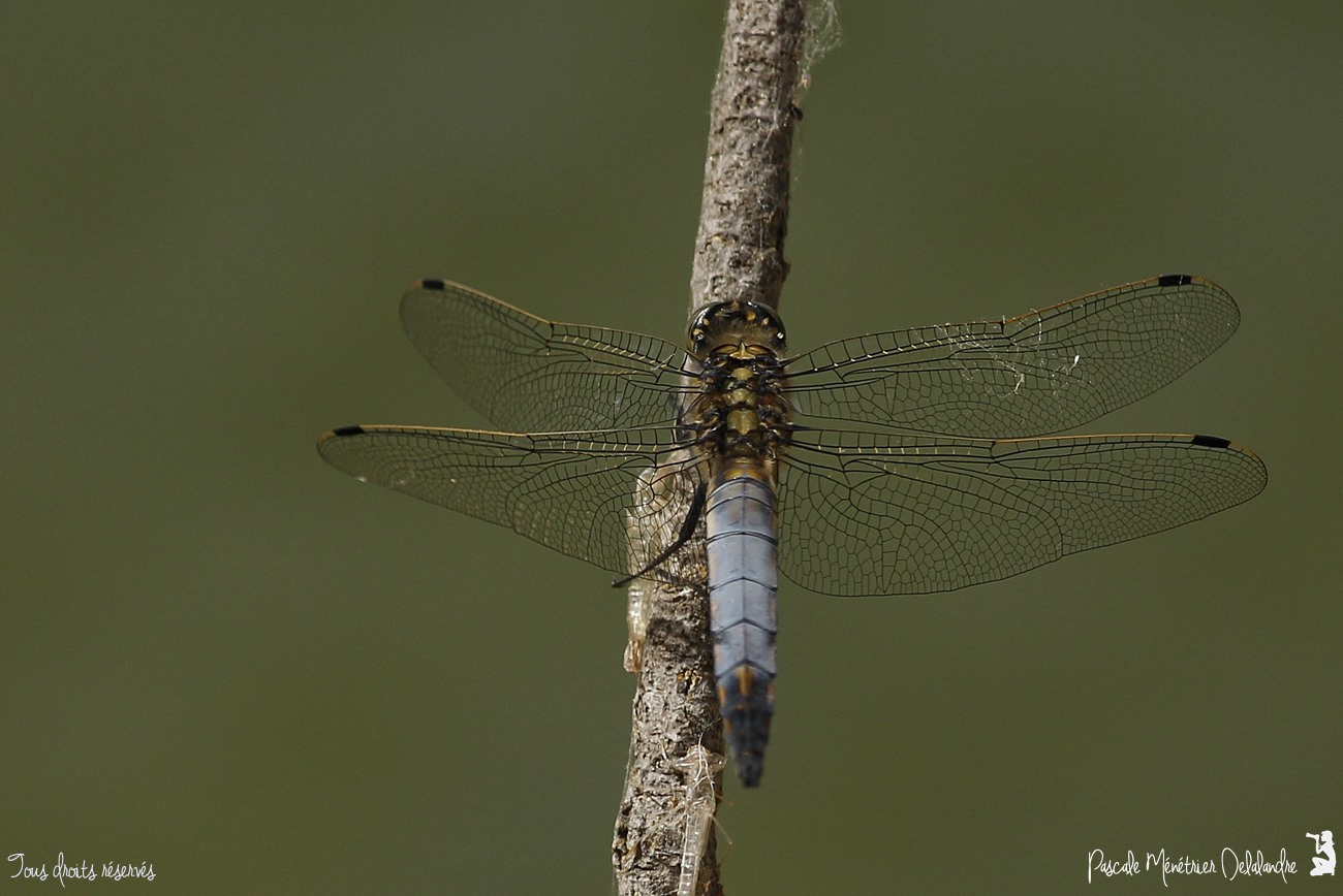 Orthétrum réticulé ♂ (Orthetrum cancellatum)