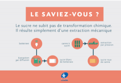 Histoire rapide du sucre en Europe et en France