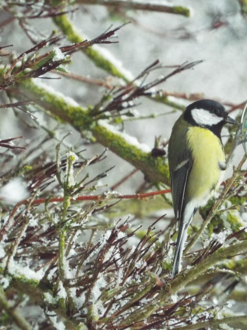 Mésange 