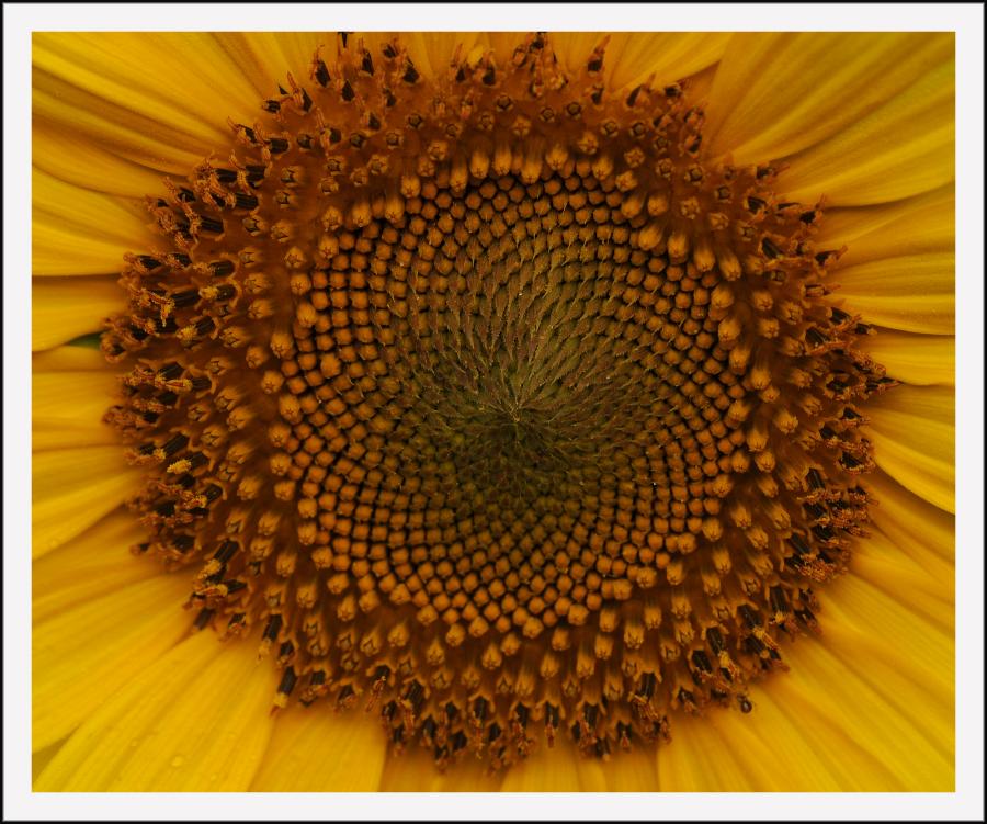 Spirale