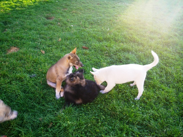 Visites chien