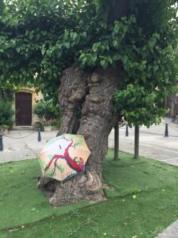 Arbres d'exception et parapluies rares
