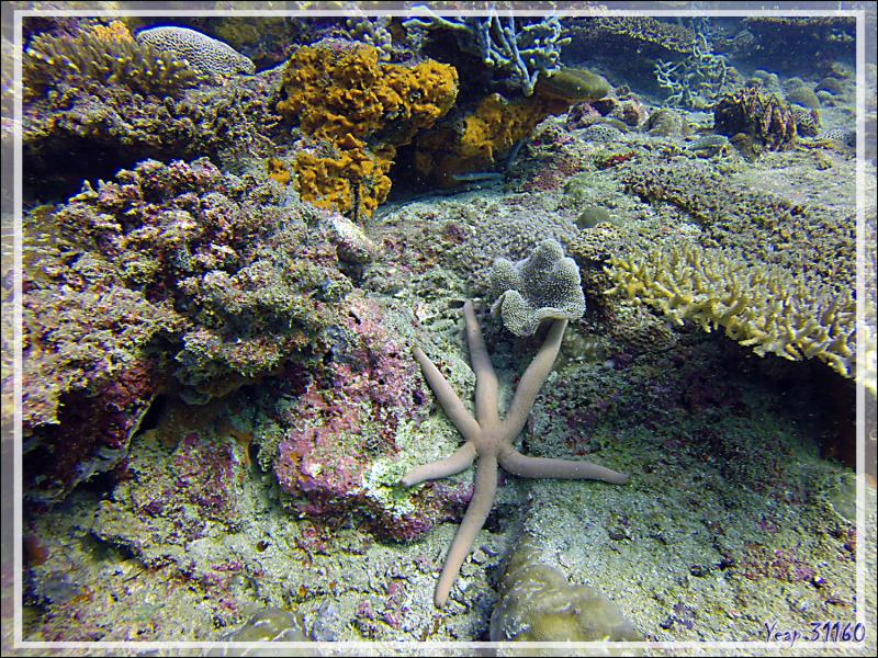 Etoile de mer comète et étoile granuleuse - Nosy Mitsio - Madagascar