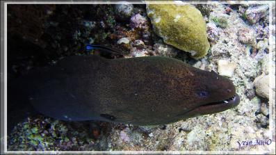 La murène de Java "gueule cassée" - Snorkeling à Thudufushi - Atoll d'Ari - Maldives
