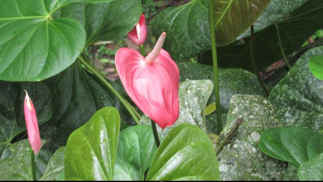 MARTINIQUE AOUT 2017 FLEURS ET FRUITS