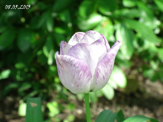 08.05.2013 tulipe blanche et violette - Terre - Ciel - Lune - Soleil